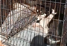 В Улан-Удэ массово отлавливают бегающих собак