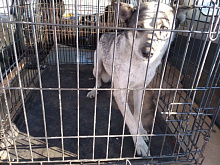 В Улан-Удэ собак, покусавших девочку, оставят в приюте пожизненно